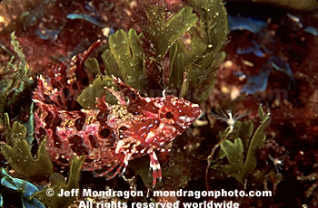 Crevice Kelpfish