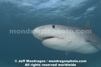 Tiger Shark