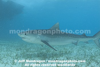 Tiger Shark