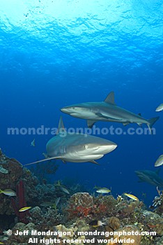 Caribbean Reef Sharks