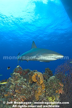 Caribbean Reef Shark