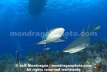 Caribbean Reef Sharks