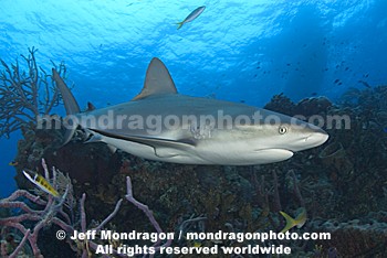 Caribbean Reef Shark