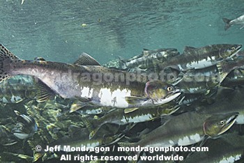 Pink Salmon Spawning 