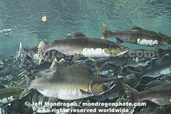 Pink Salmon Spawning 