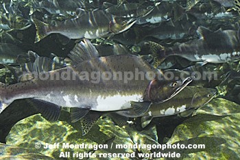 Pink Salmon Spawning 