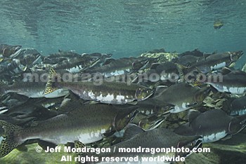 Pink Salmon Spawning 