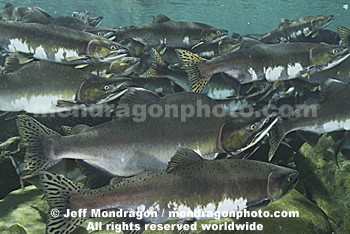 Pink Salmon Spawning 