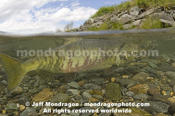 Chum Salmon