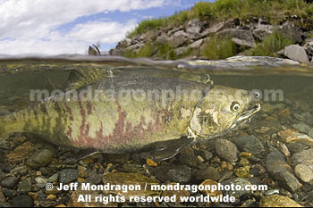 Chum Salmon