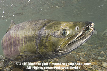 Chum Salmon