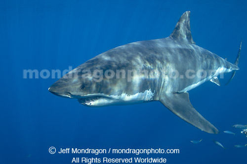 Great White Shark