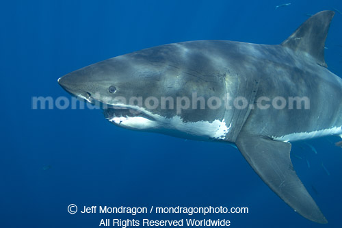 Great White Shark