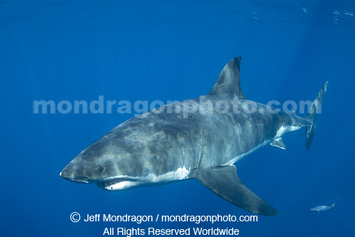 Great White Shark