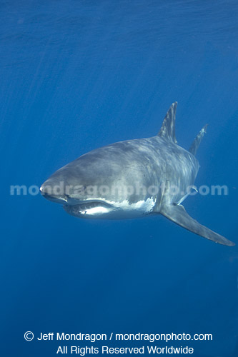 Great White Shark