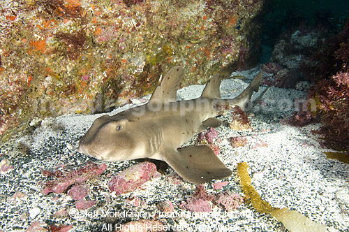 Horn Shark