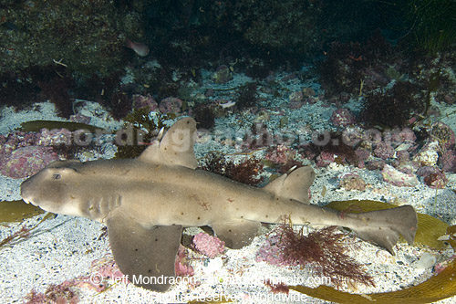 Horn Shark