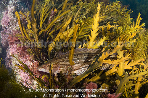 Giant Kelpfish