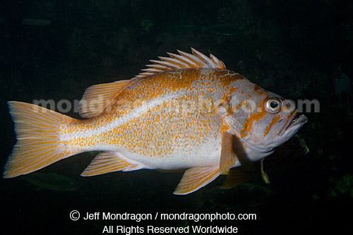 Canary Rockfish