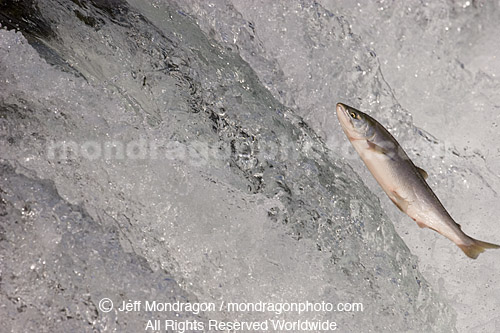 Sockeye Salmon