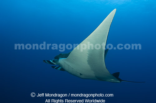 Giant Manta Ray