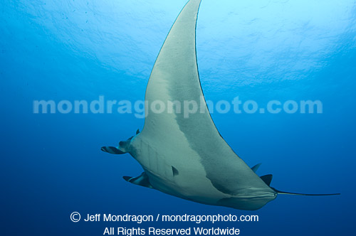 Giant Manta Ray