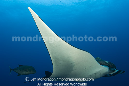 Giant Manta Ray