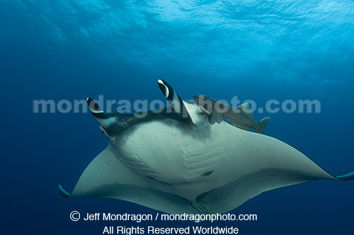 Giant Manta Ray