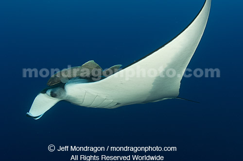 Giant Manta Ray