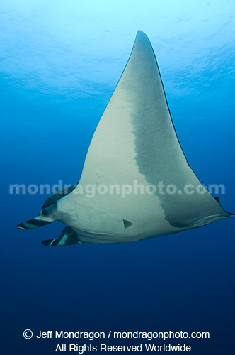 Giant Manta Ray