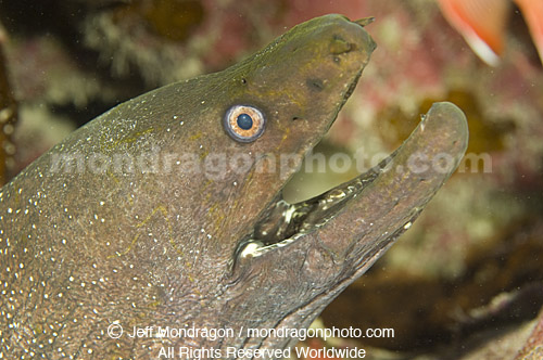 Finespotted Moray 