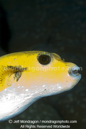 Guineafowl Puffer 