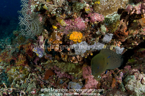 Giant Moray on Coral Reef