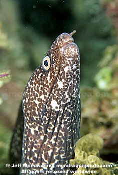 Reticulate Moray