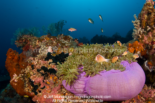 Pink Anemonefish