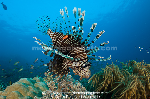 Common lionfish