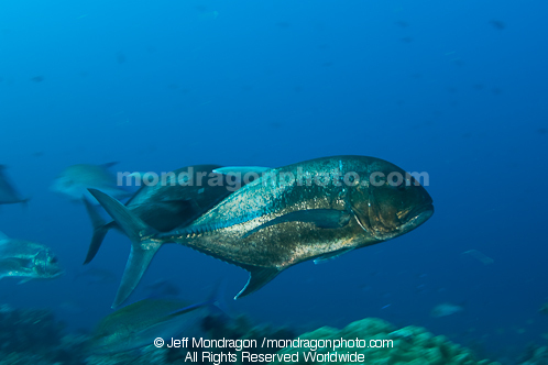 Giant trevally