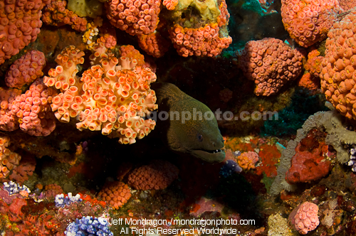 Giant Moray Eel on Coral Reef