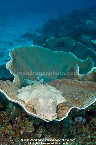 Crocodile fish