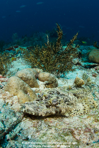 Crocodile fish