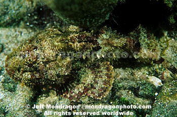 Spotted Scorpionfish