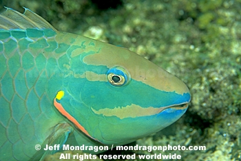 Stoplight Parrotfish