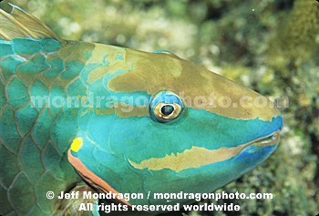 Stoplight Parrotfish