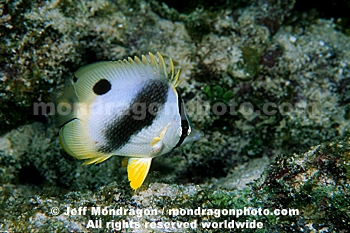 Spotfin Butterflyfish