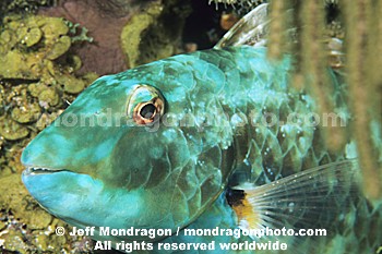 Redtail Parrotfish