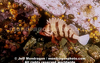 Tiger Rockfish