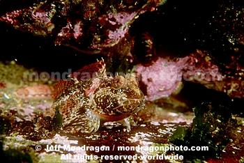 Scalyhead Sculpin