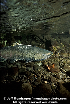 Chinook Salmon