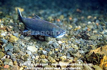 Kokanee Salmon (female)