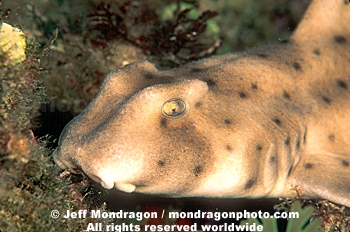 Horn Shark